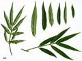 SpeciesSub: var. quinquecornutus